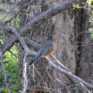 Bird Walk |
