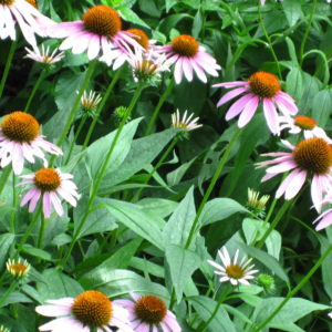 Native Plant Walking |