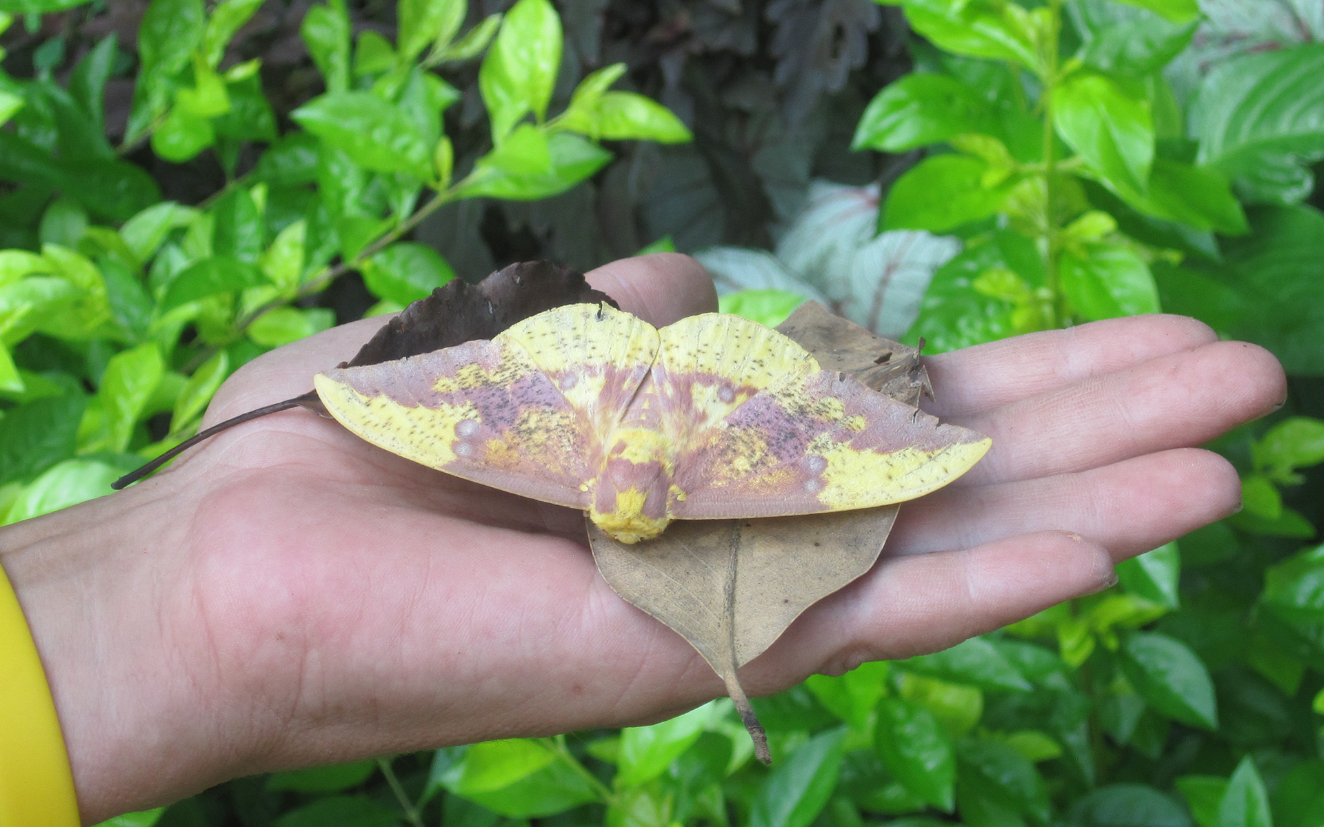 Pictures Of Moths In Texas