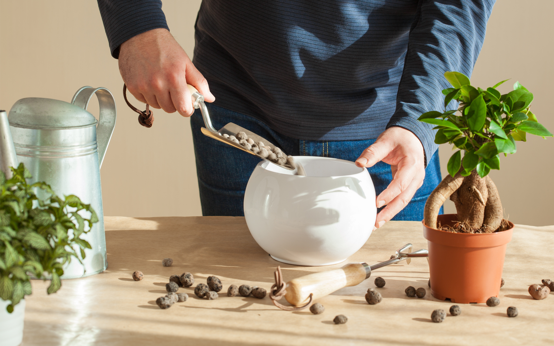 Growing Houseplants in LECA – Distance Learning