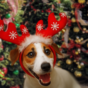 webimage_deckthepaws |