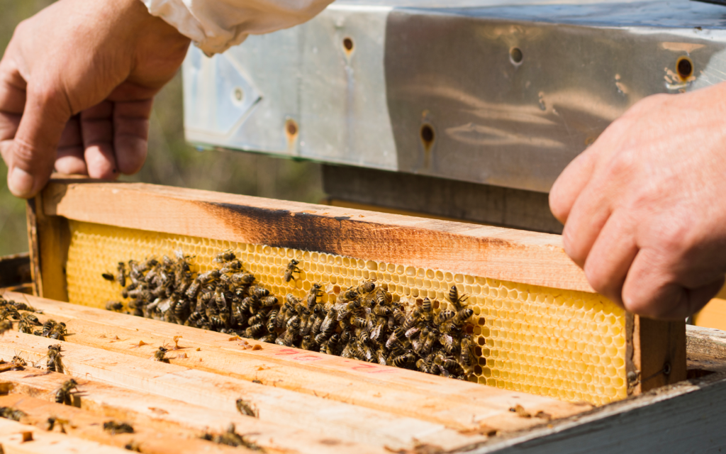 webimage_beekeeping |