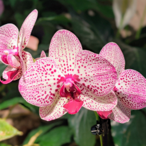 webimage_orchidunderlight |