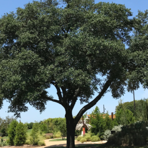webimage_tree |