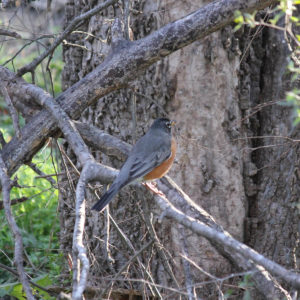 webimage_birdwalk |