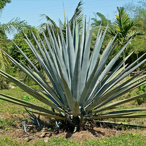 Tequila Agave