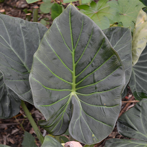 Purple Elephant Ear