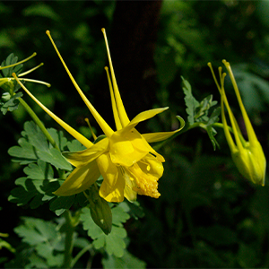 Texas Gold Columbine