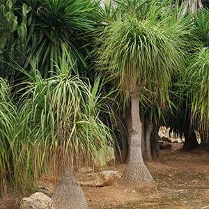 Ponytail Palm