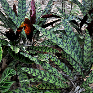 Rattlesnake Calathea