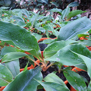 Mandarin Plant