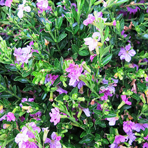 Mexican Heather