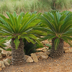 Sago Palm