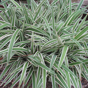 Variegated Flax Lily