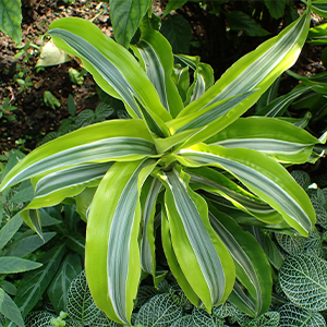 Dragon Plant