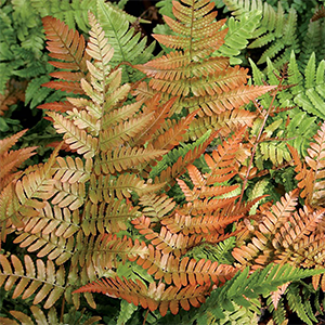 Autumn Fern