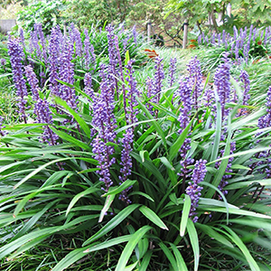 Liriope muscari