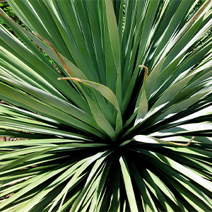Nolina nelsonii |