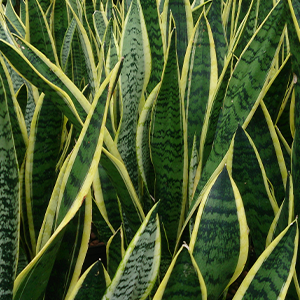 Snake Plant
