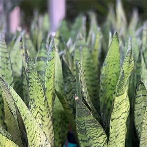 Snake Plant