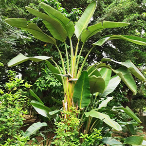 Tropical Bird of Paradise