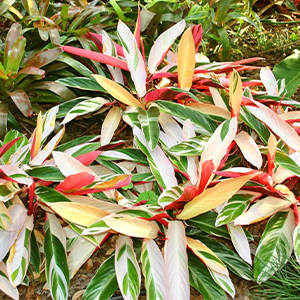 Stromanthe