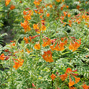 Orange Trumpetbush