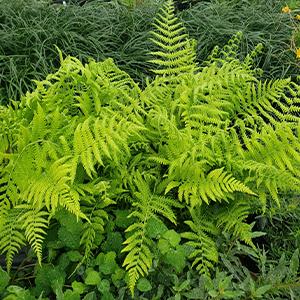 Wood Fern