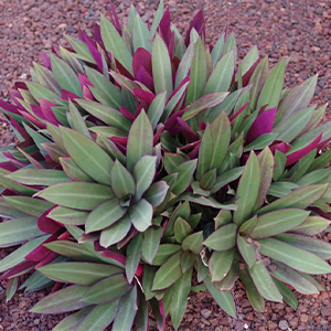 Rhoeo 'Tricolor'