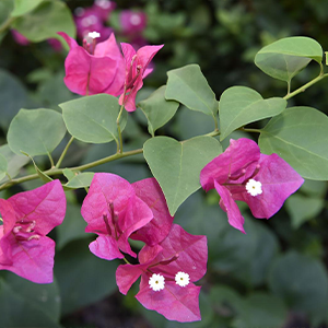 Bougainvillea