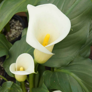 Calla Lily