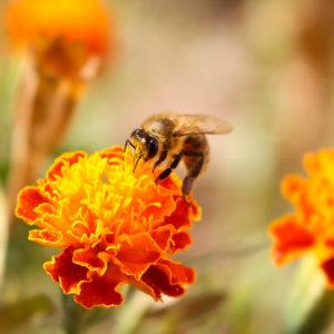 webimage_beeday |