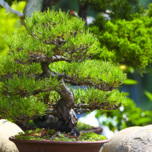 webimage_bonsaiweekend-300x300 image