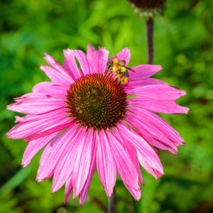 webimage_nativepollinator |