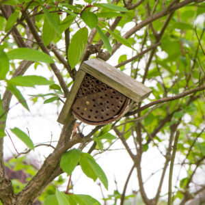 webimage_beehouse |