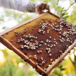 webimage_beeseason |