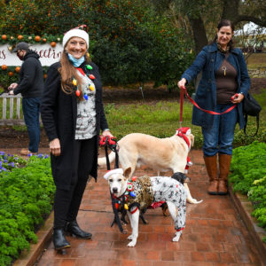 webimage_deckthepaws |