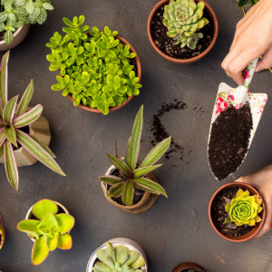webimage_successwithhouseplants |