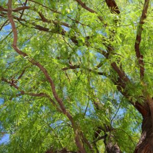 mesquite |