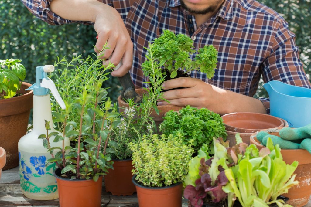 Man planting herbs and making urban garden