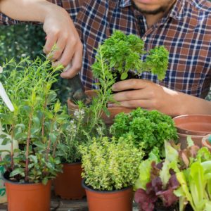Man planting herbs and making urban garden