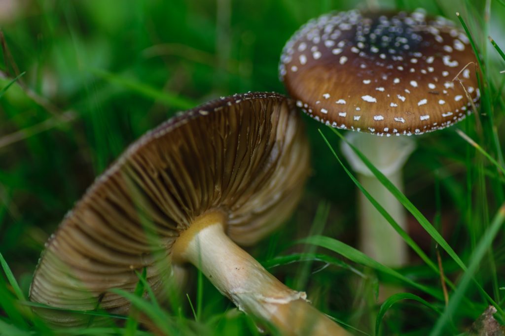 Brown fungus