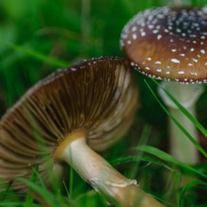 Brown fungus