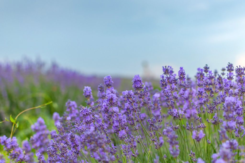 Flowers lavender | Flowers lavender
