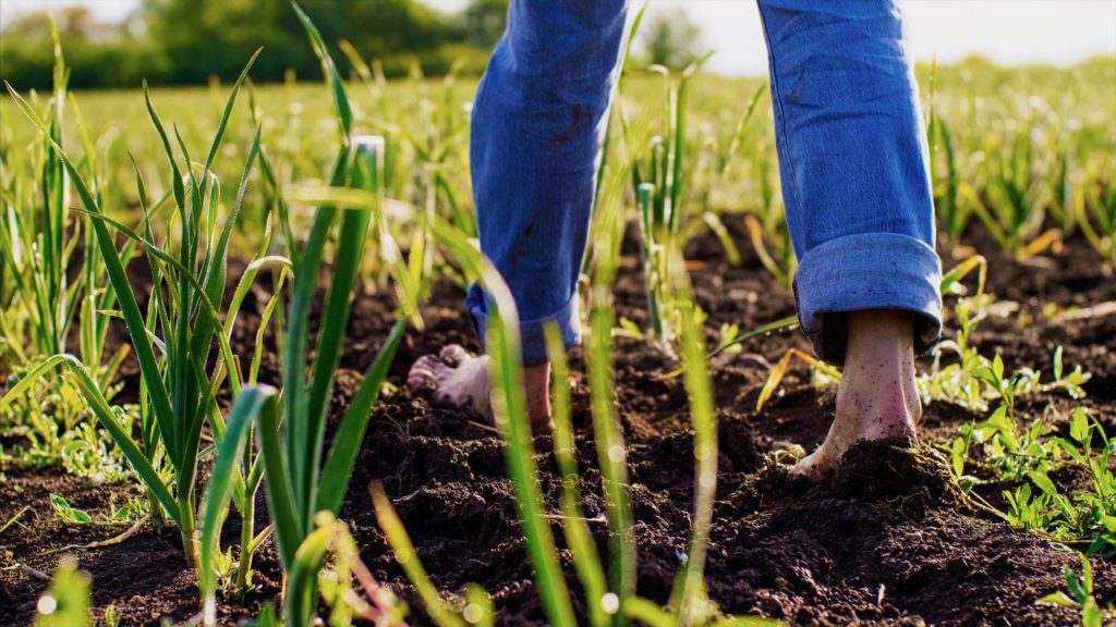 Barefoot farmer in blue jeans walks on the soil in a field among the pea beds