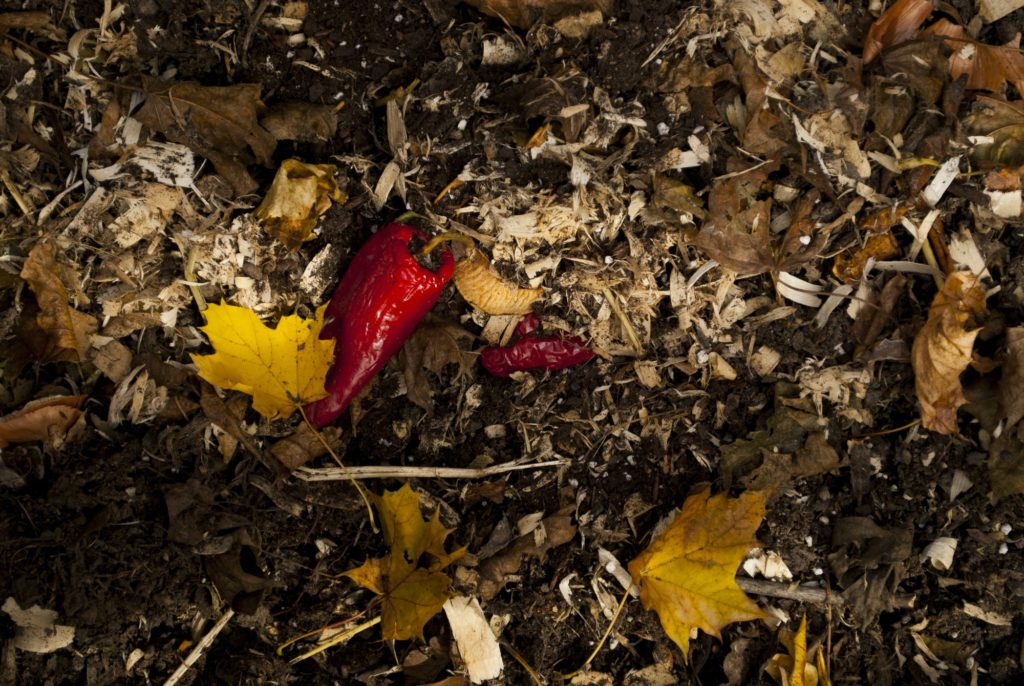 Pepper in a compost heap