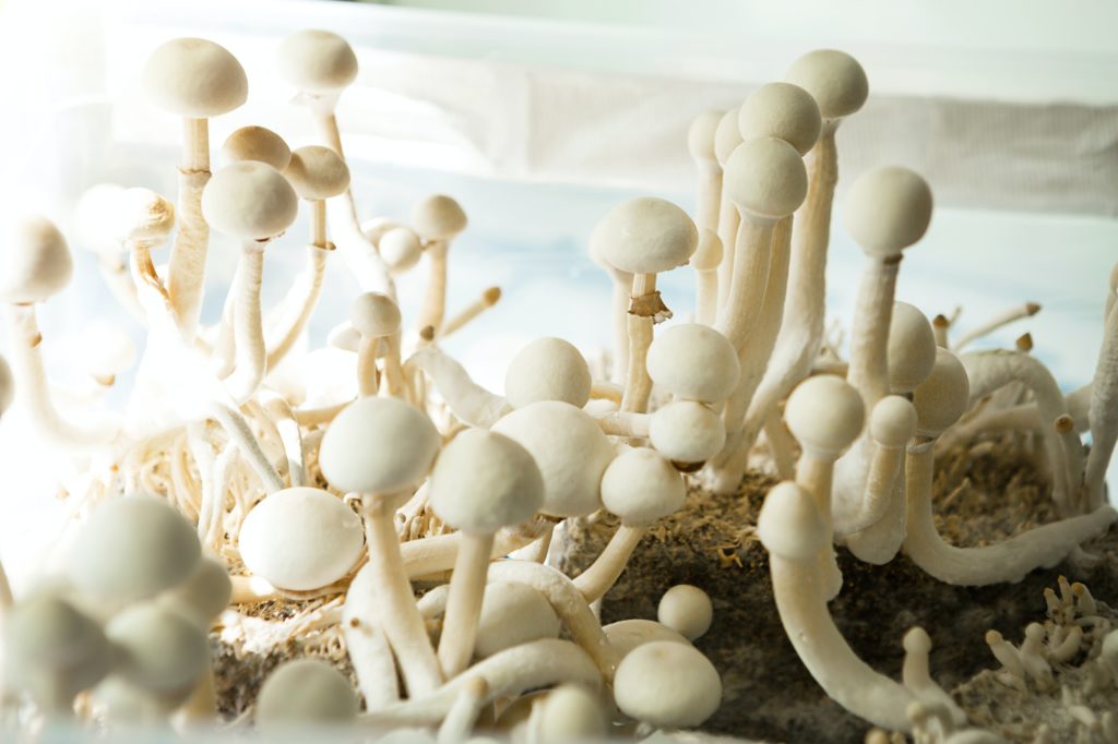 Sterile container with the mycelium of psilocybin mushrooms, psilocybe cubensis