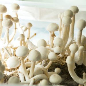 Sterile container with the mycelium of psilocybin mushrooms, psilocybe cubensis