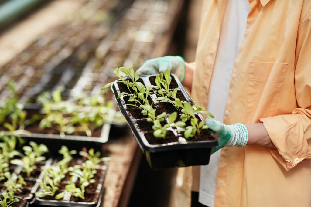 Young female gardener in gloves and shirt holding seedlings
