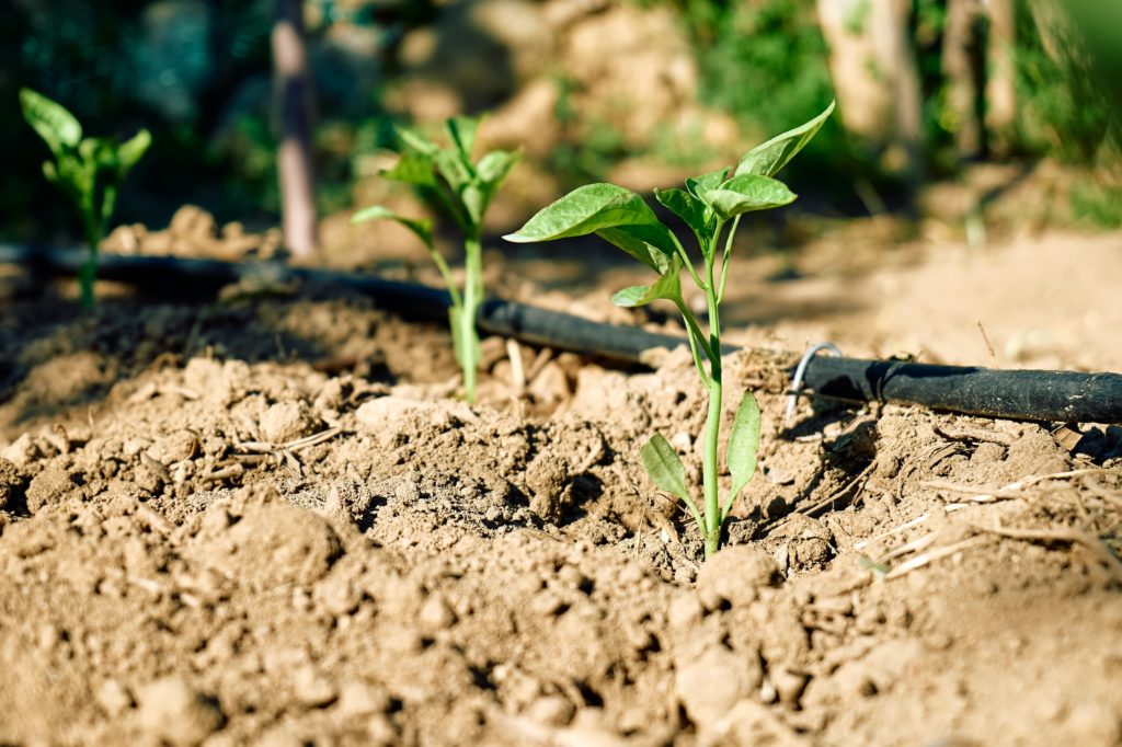 Young sweet pepper plant growing in the horticulture garden with drip irrigation system.